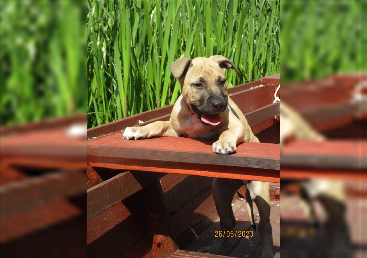 2 Monaten alt american pitbull terrier Rüde