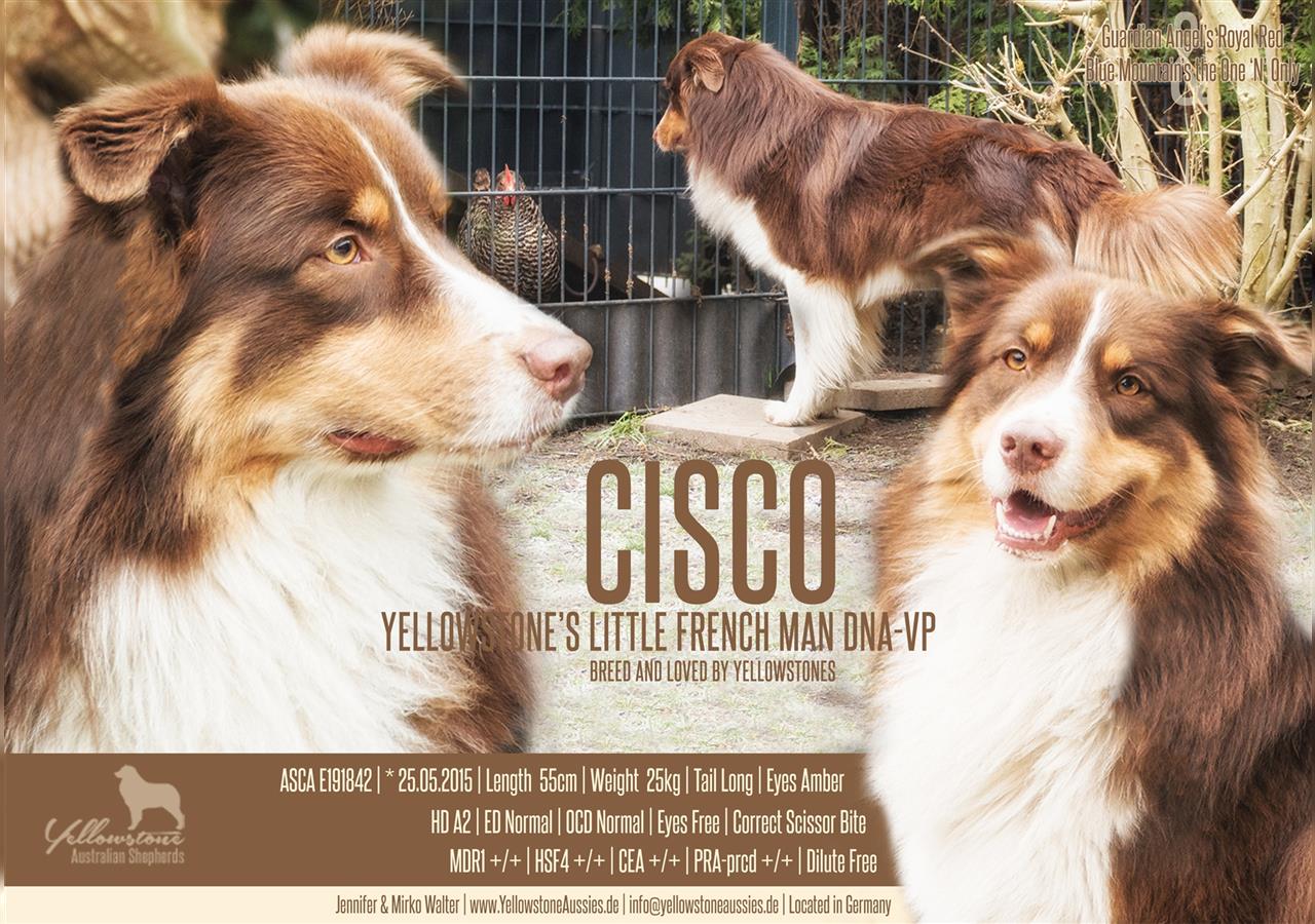 Australian Shepherd Deckrüde Red Tri mit ASCA Papieren "Cisco"