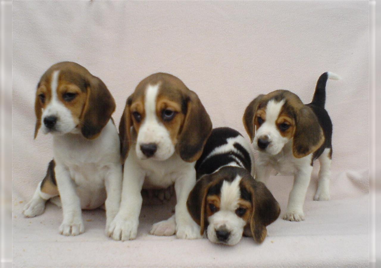 Sehr süße Beagle Welpen tricolor abzugeben