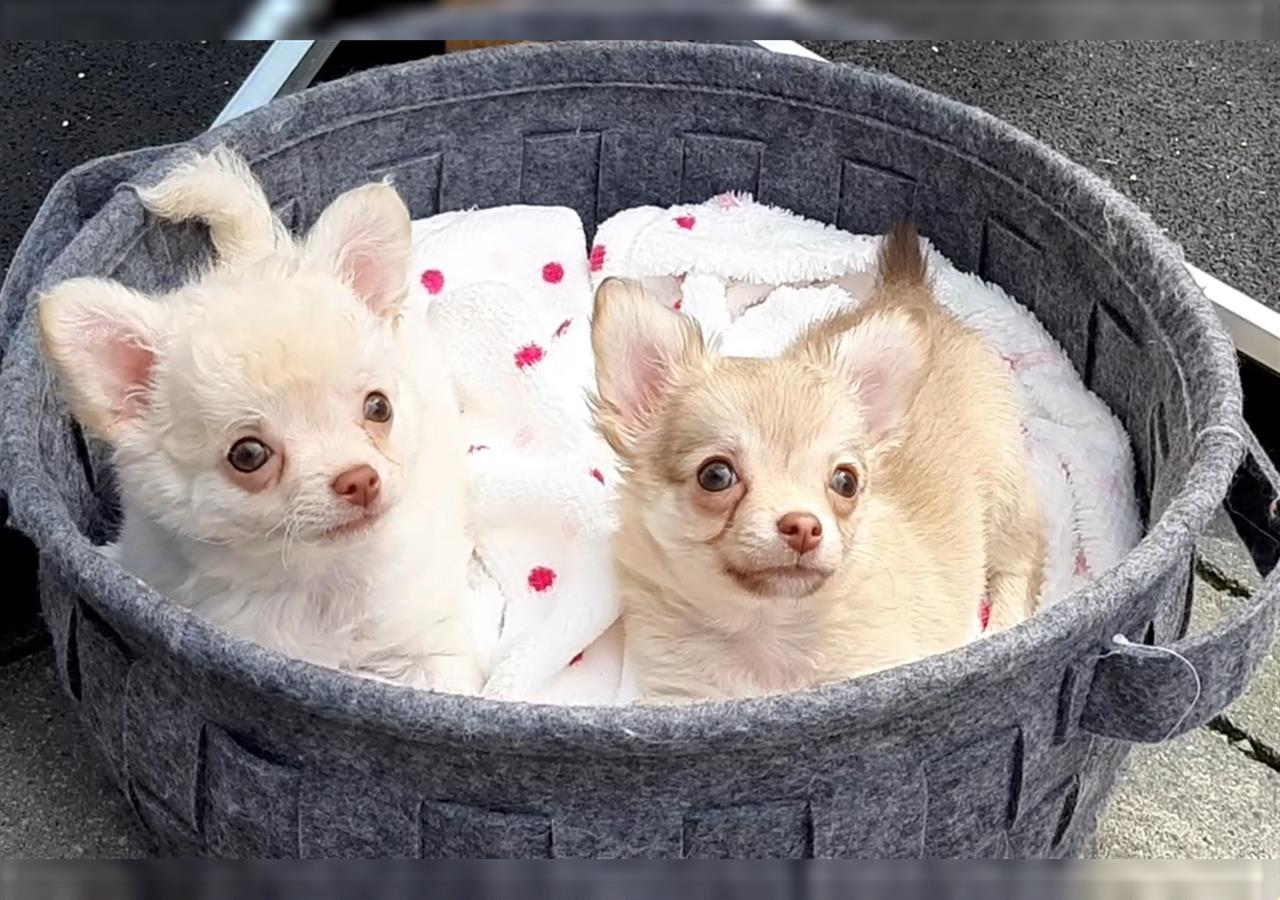 MIT VIDEO! Chihuahua Welpen aus seriöser deutscher  Zucht mit Ahnentafel