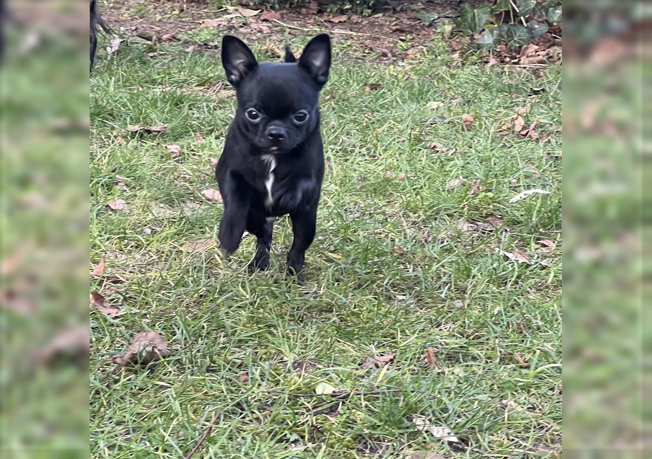 Chihuahua mit top Ahnentafel
