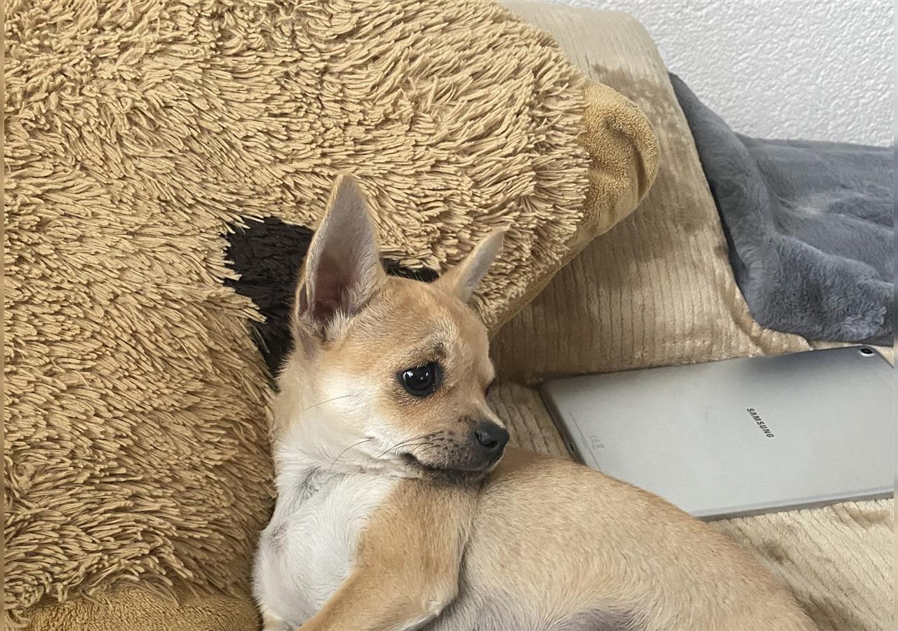 Chihuahua Welpen kurzhaarig