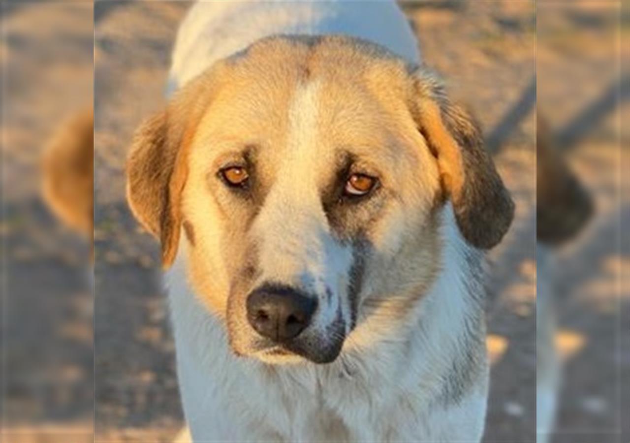 Maha, geb. 04/2018, lebt in GRIECHENLAND auf einem Gelände, auf dem die Hunde notdürftig versorgt we