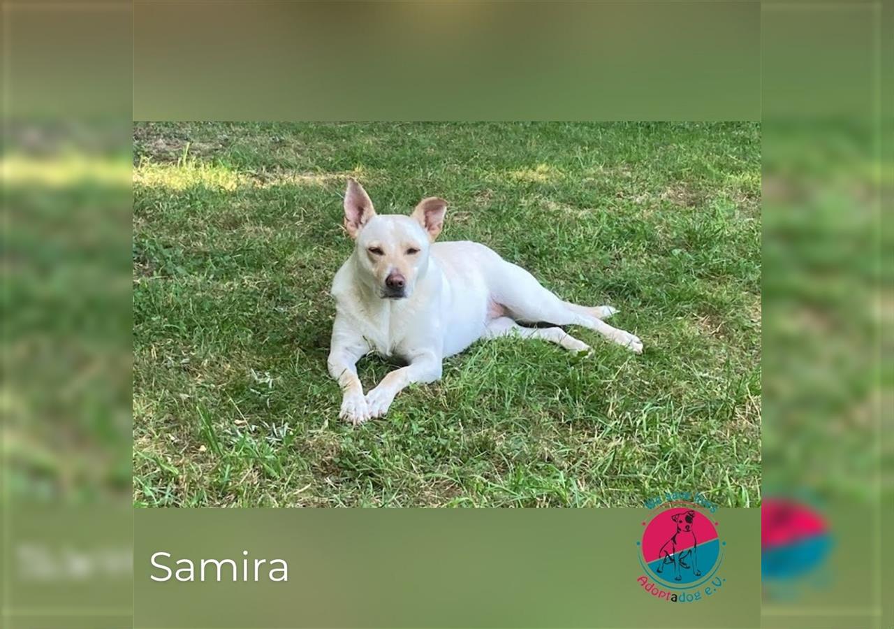 Samira – liebevolle Hündin sucht Lebensplatz