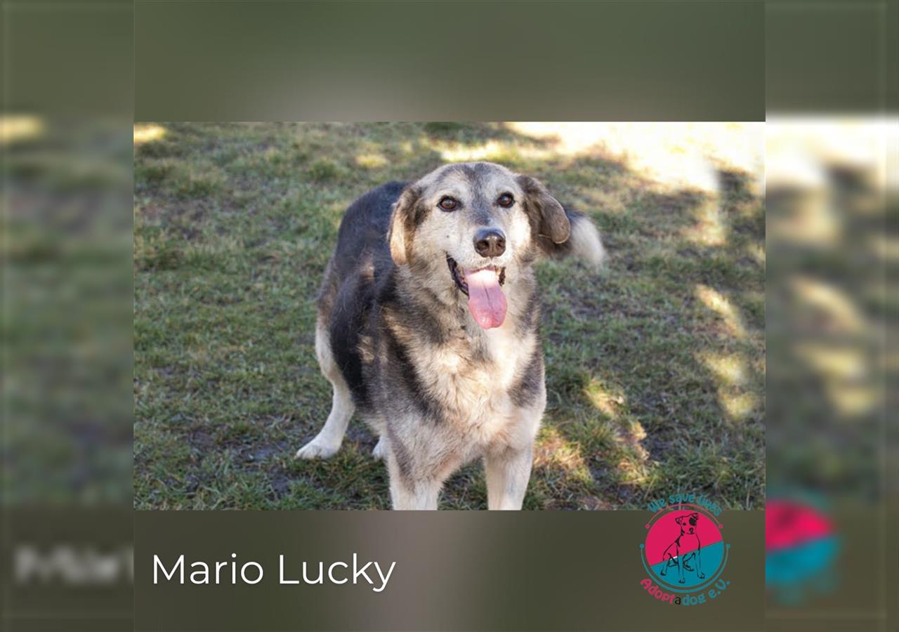 Mario Lucky – Auf der Suche nach seinem Glück