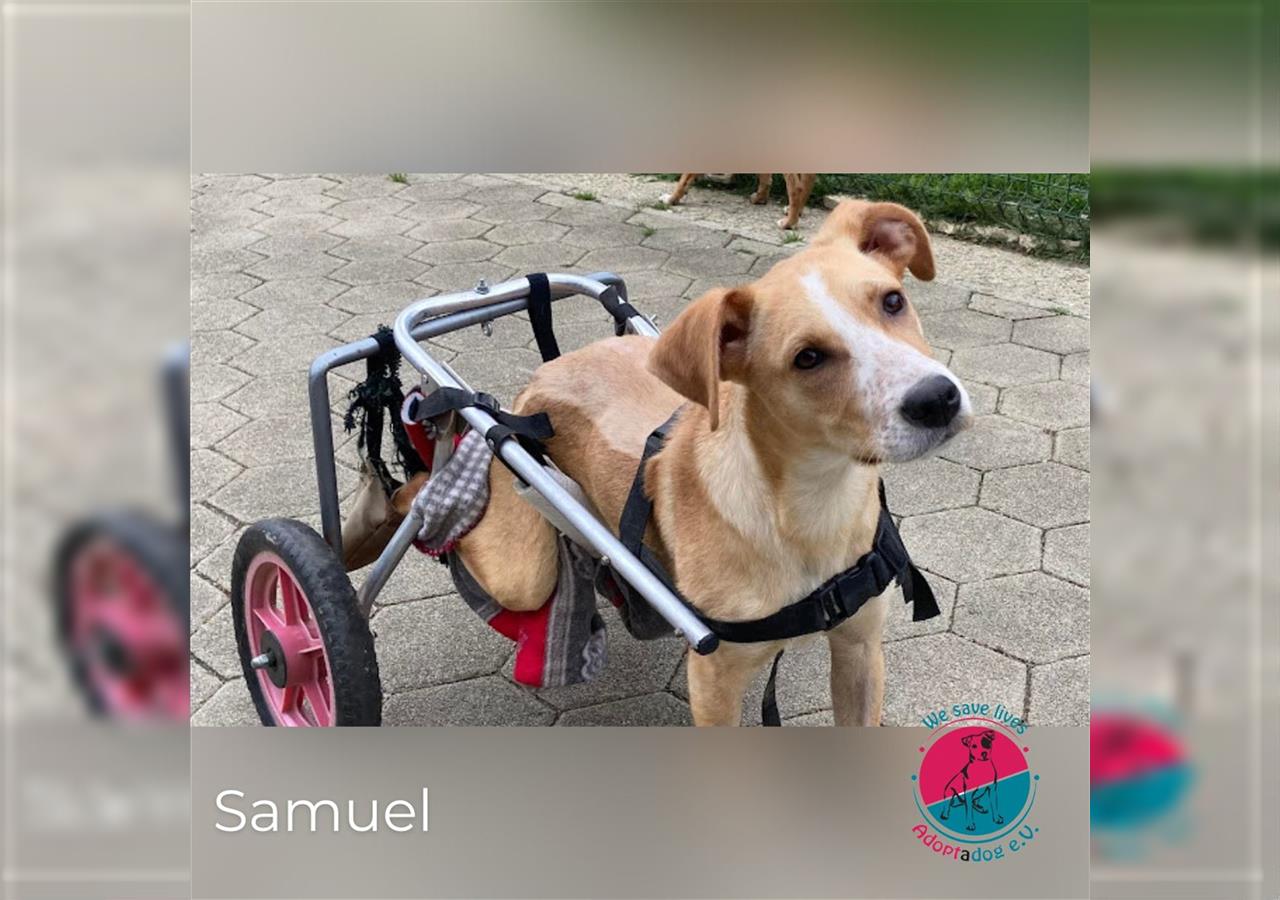 Samuel – Handicap-Hund mit großem Herzen