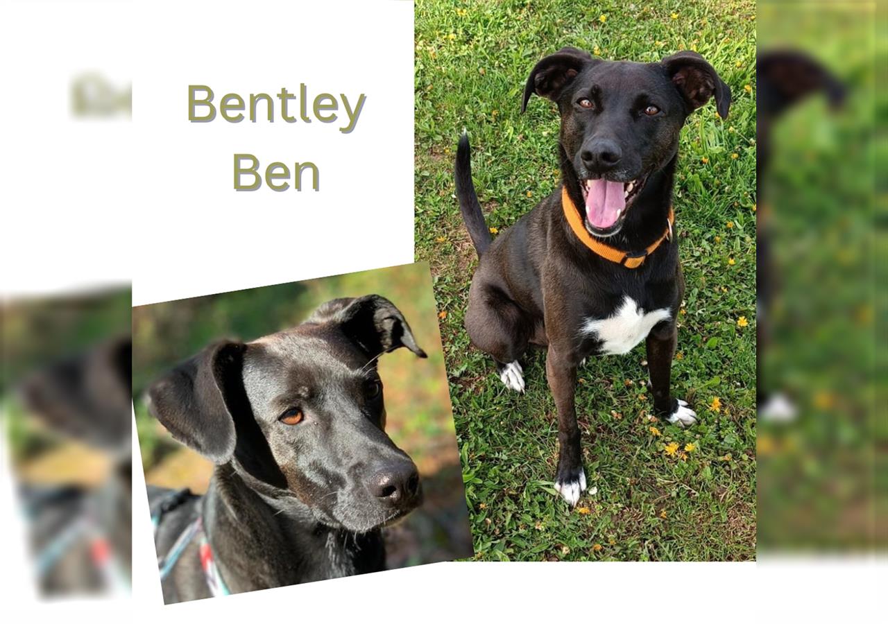 Bentley/Ben wartet in 79359 Riegel auf Besuch