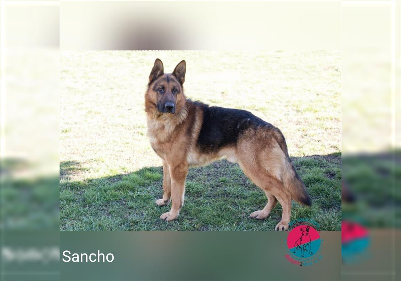 Sancho – Auf der Suche nach seinem Don Quijote