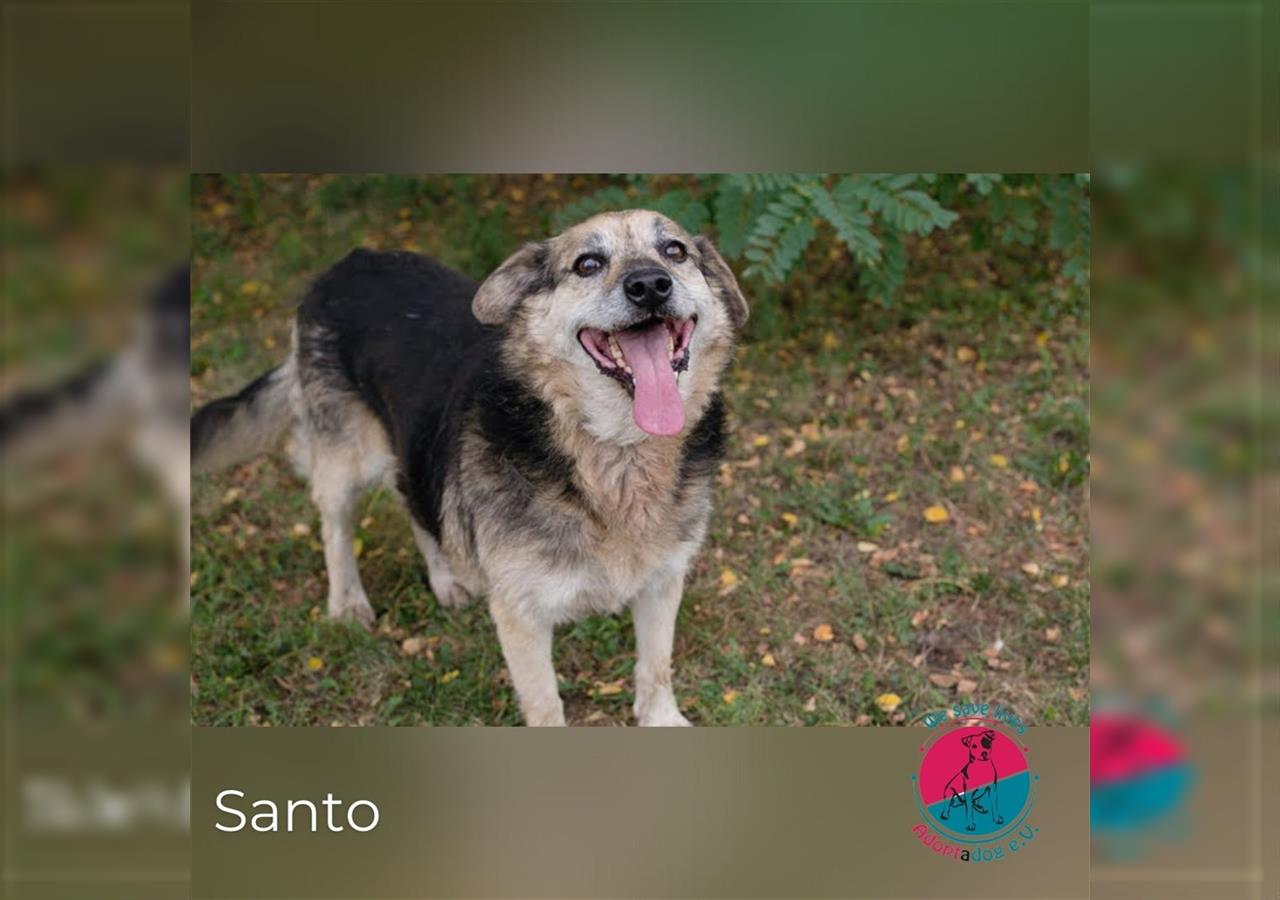 Santo – Von Schüchternheit zur Verspieltheit