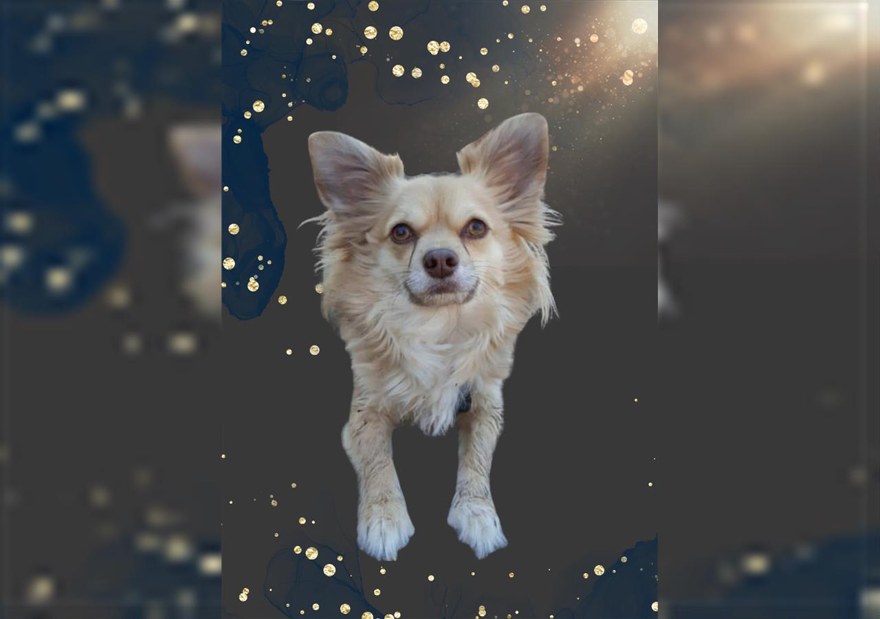 Suchen Gassigeher/in für unseren Chihuahua