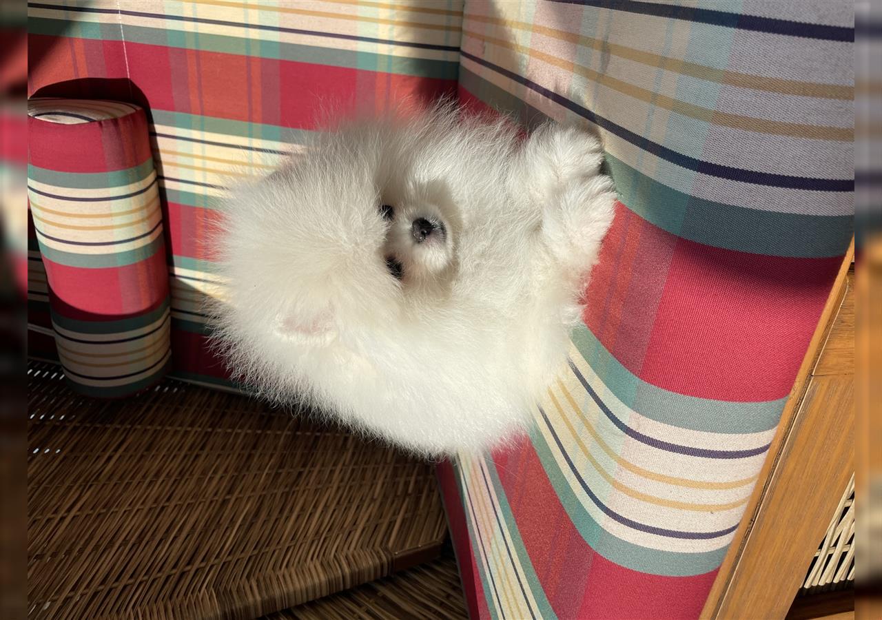 Zwergspitz Welpen, Pomeranian Teddy Boo