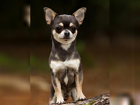 Chihuahua Rude 3 Jahre Black And Tan