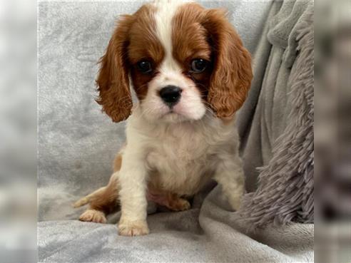 Cavalier King Charles Spaniel Hündin 4 Monate Bicolor