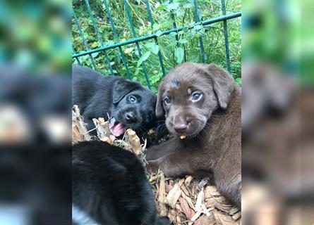 Labrador Deckrüde charcoal (kein Verkauf) für Labradorhündin