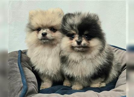 Pomeranian Zwergspitzwelpen