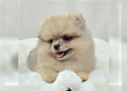 Pomeranian Zwergspitzwelpen