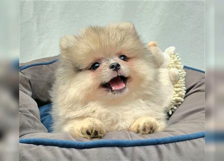 Pomeranian Zwergspitzwelpen