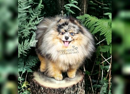 Pomeranian Zwergspitzwelpen