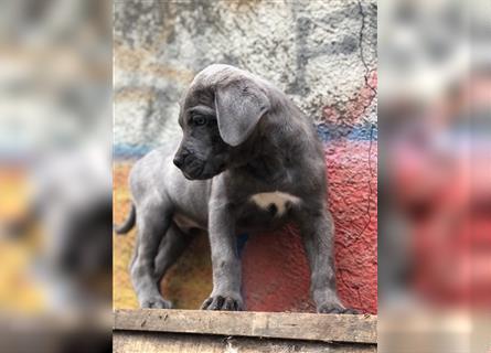 Hannover hundewelpen zu verschenken Mischlingshunde abzugeben