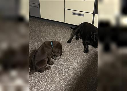 Wurfankündigung Labradorwelpen