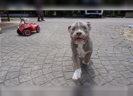 American Bully Kaufen Und Verkaufen Edogs De