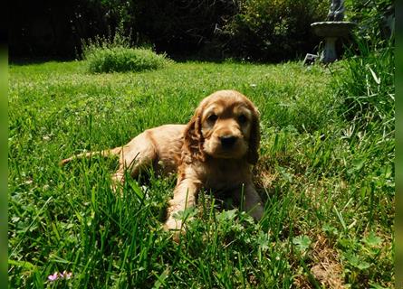 English Cocker Spaniel Welpen Kaufen Und Verkaufen Edogs De