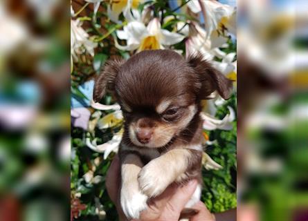 Chihuahua welpen kaufen günstige civilrightsdefense.ahalelaw.com
