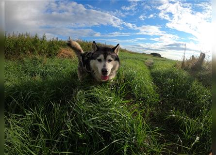 ❤ sportlicher Siberian Husky Erwachsener sucht ein neues Zuhause ❤