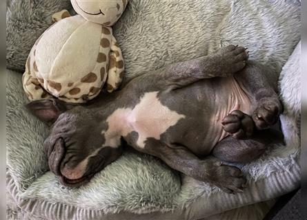 Französische Bulldogge rüde 8 Monate