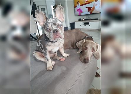 Französische Bulldoggen Blue Merle 6 Monate
