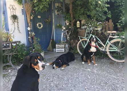 Swissydog- Großer Schweizer Sennenhund/ Berner Sennenhund