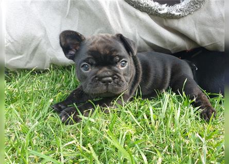 Französische Bulldoggen Welpen 10.7. geboren