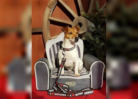 Jack Russell Terrier Welpen * reinrassig