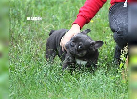 Französische Bulldoggen freiatmender Rüde reinrassig Blau Tan mit Stammbaum