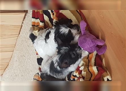 HL  CHINESE CRESTED  MAGNO SUCHT NEUE NETTE FAMILIE