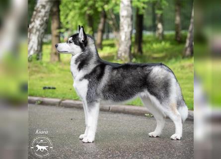 Siberian Husky from Multichampion Parents - girl Kiara the Princess