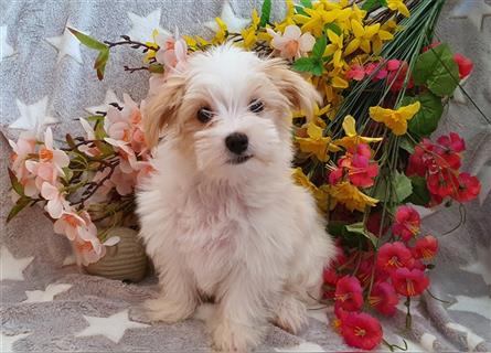 Wunderschöner Malteser-Yorkshire Terrier Welpe zu verkaufen