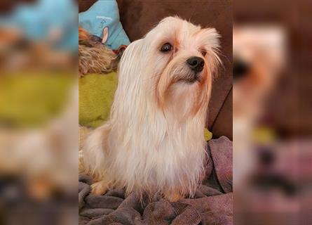 Wunderschöner Malteser-Yorkshire Terrier Welpe zu verkaufen