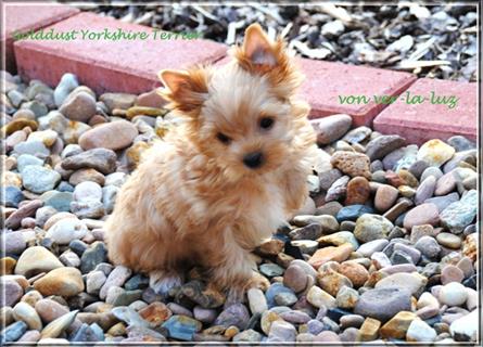 Yorkshire Terrier ( Golddust Yorkshire Terrier ) weiss-gold