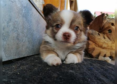 Kleiner Pomeranian-Chihuahua- Welpe sucht noch
