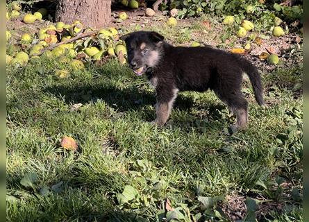 Schäferhund / Tschechoslowakischer Wolfhund Mischlingswelpen