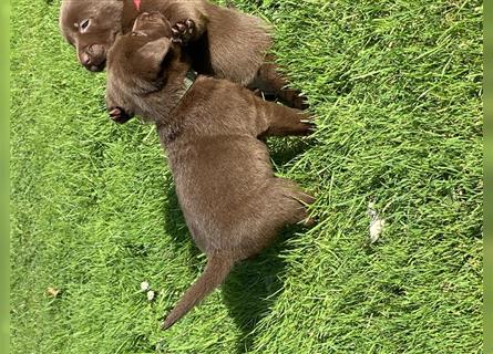 Labrador Welpen braun mit Ahnentafel abgabebereit 12 Wochen alt