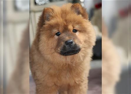 Wundervolle Chow Chow Welpen