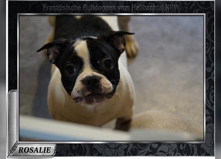 Französische Bulldoggen Junghunde suchen ihr neues zu Hause