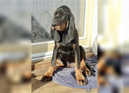 Die Black and Tan Coonhound Welpen mit Hundepapieren