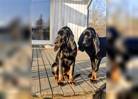 Die Black and Tan Coonhound Welpen mit Hundepapieren
