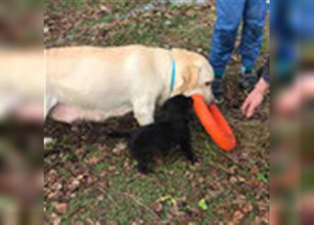 REMY - Labradormischling sucht kuscheliges Körbchen