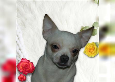 4 zuckersüße Chihuahua Mixe suchen ein tolles zu Hause