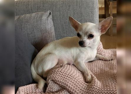 Chihuahua Hündin zu verkaufen