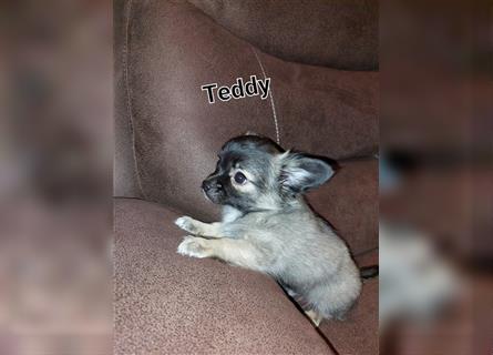 Chihuahua Welpen in Sonderfarben